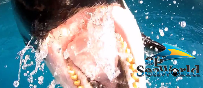 Anonymous Operation SeaWorld