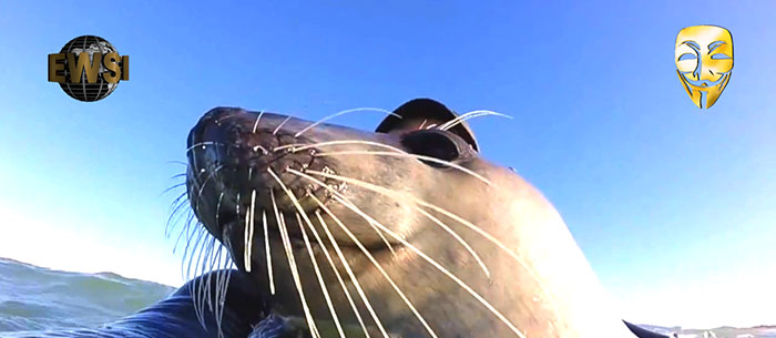 Opération Seaworld "You" is Love !